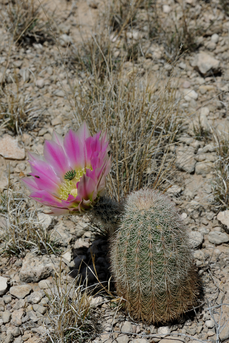 Echinocereus dasyacanthus, USA, Texas, Pecos Co.