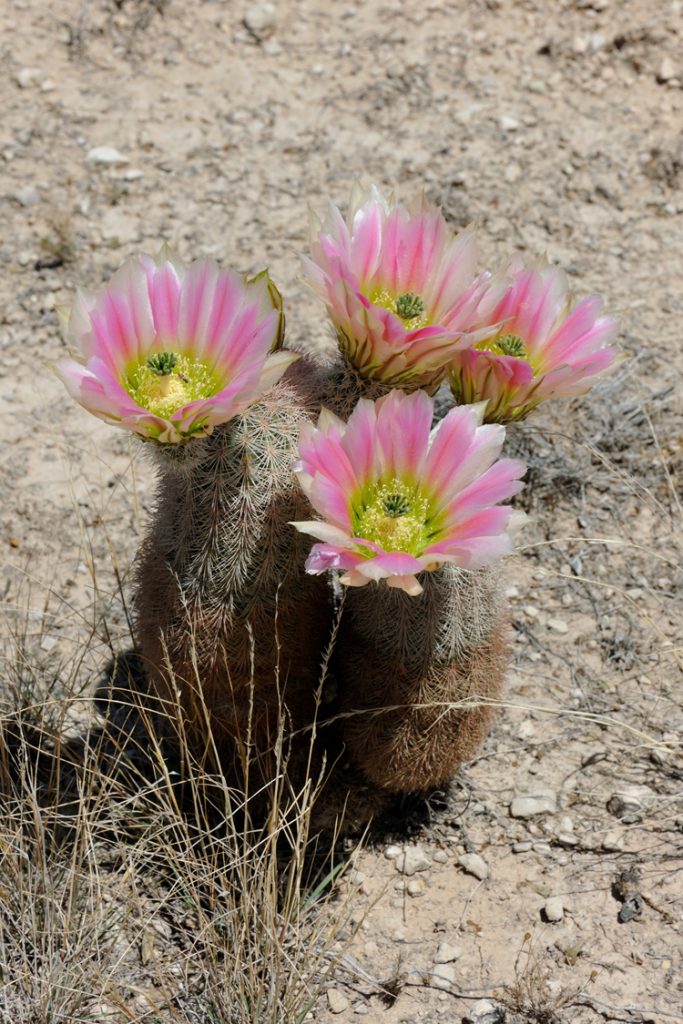 Echinocereus dasyacanthus, USA, Texas, Pecos Co.