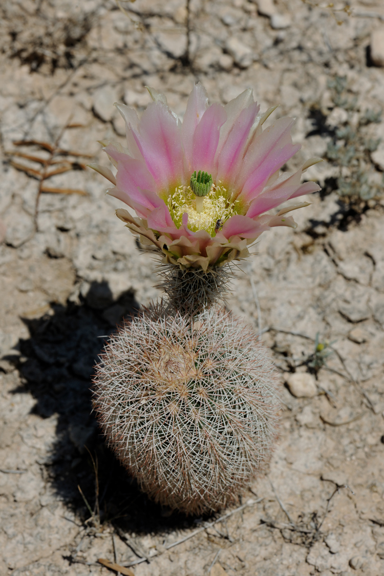 Echinocereus dasyacanthus, USA, Texas, Pecos Co.