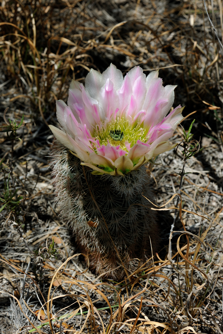 Echinocereus dasyacanthus, USA, Texas, Pecos Co.