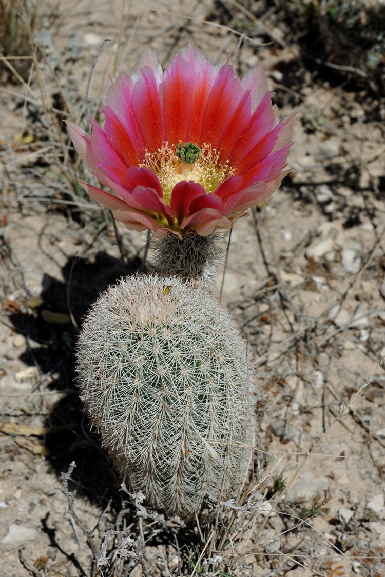 Echinocereus dasyacanthus, USA, Texas, Pecos Co.