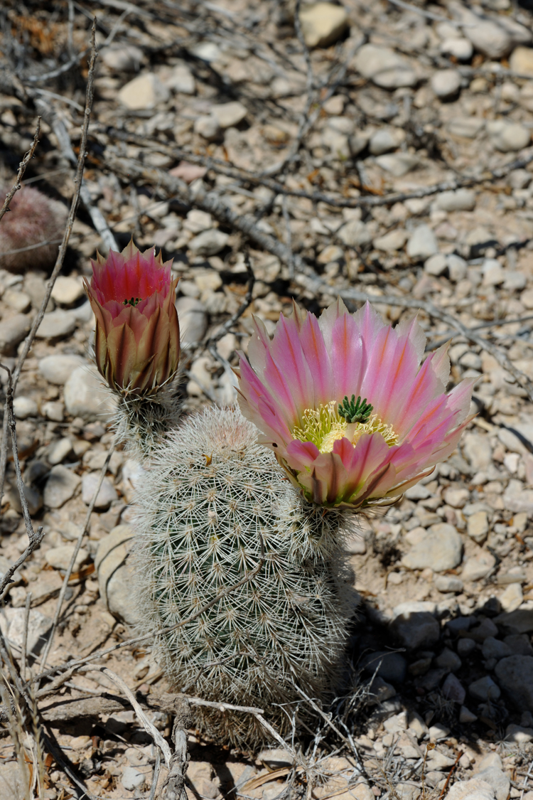 Echinocereus dasyacanthus, USA, Texas, Pecos Co.