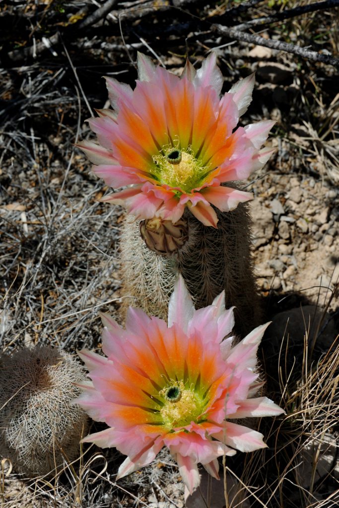 Echinocereus dasyacanthus, USA, Texas, Pecos Co.