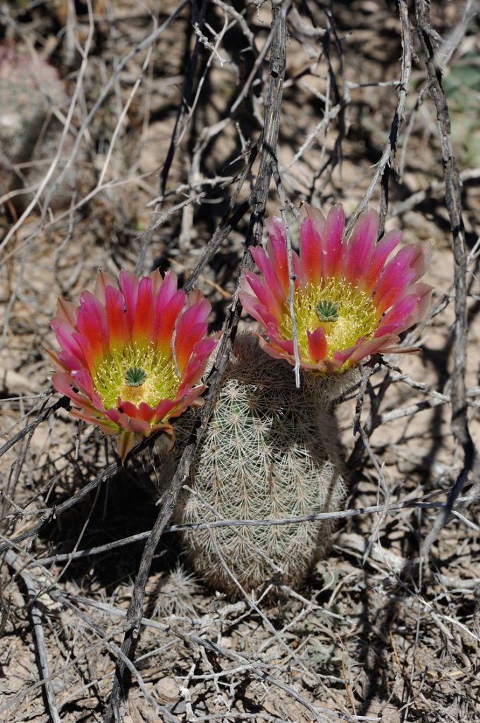 Echinocereus dasyacanthus, USA, Texas, Pecos Co.