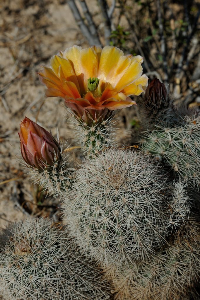 Echinocereus xlloydii, USA, Texas, Pecos Co.