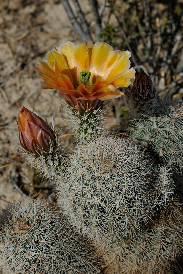 Echinocereus dasyacanthus, USA, Texas, Pecos Co.