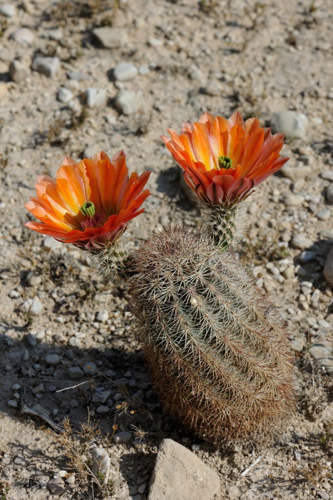 Echinocereus xlloydii, USA, Texas, Pecos Co.