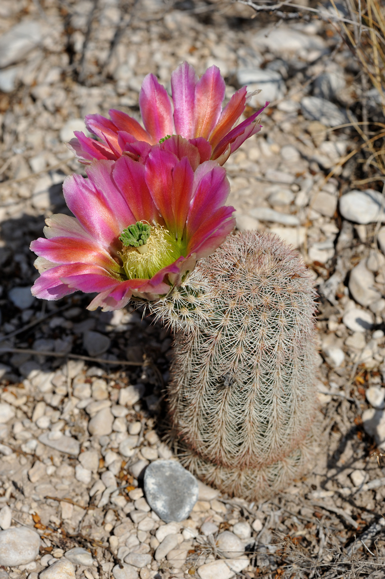 Echinocereus dasyacanthus, USA, Texas, Pecos Co.