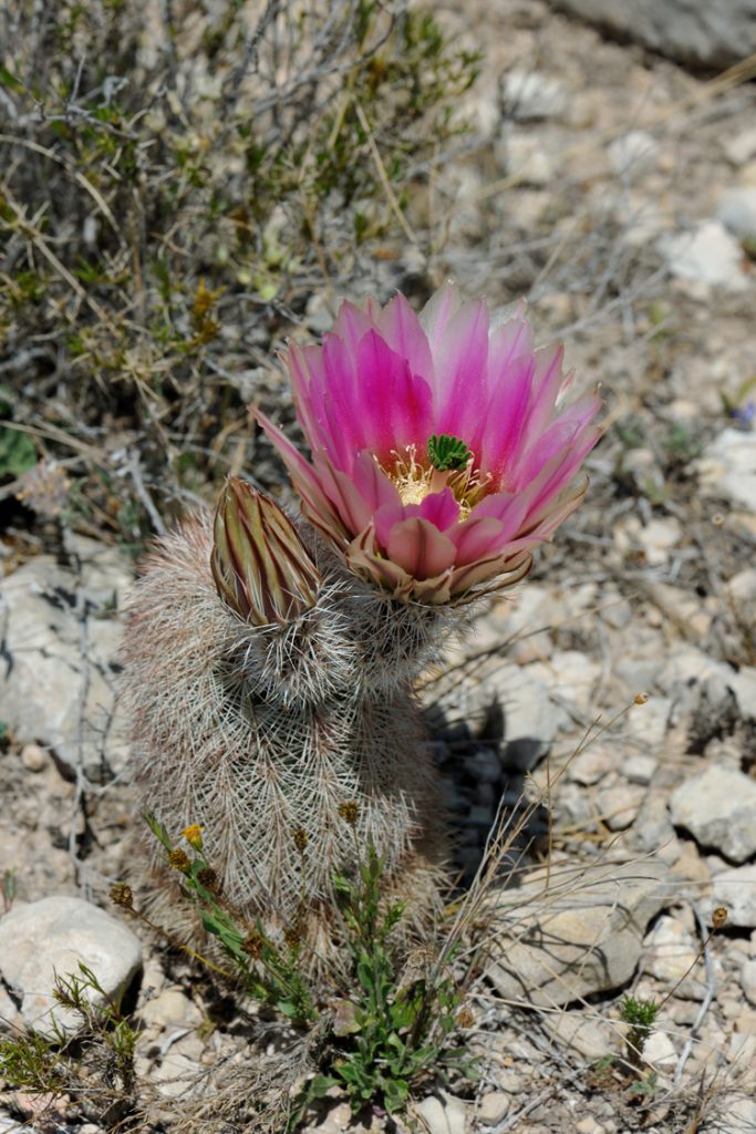 Echinocereus dasyacanthus subsp. crockettianus, USA, Texas, Crockett Co.