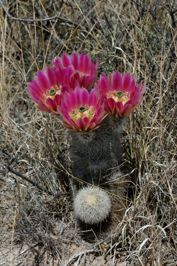 Echinocereus dasyacanthus subsp. crockettianus, USA, Texas, Crockett Co.