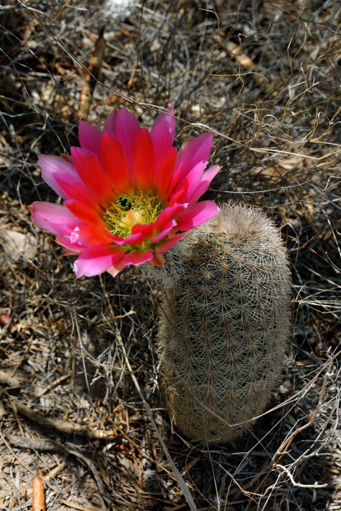 Echinocereus dasyacanthus, USA, Texas, Pecos Co.