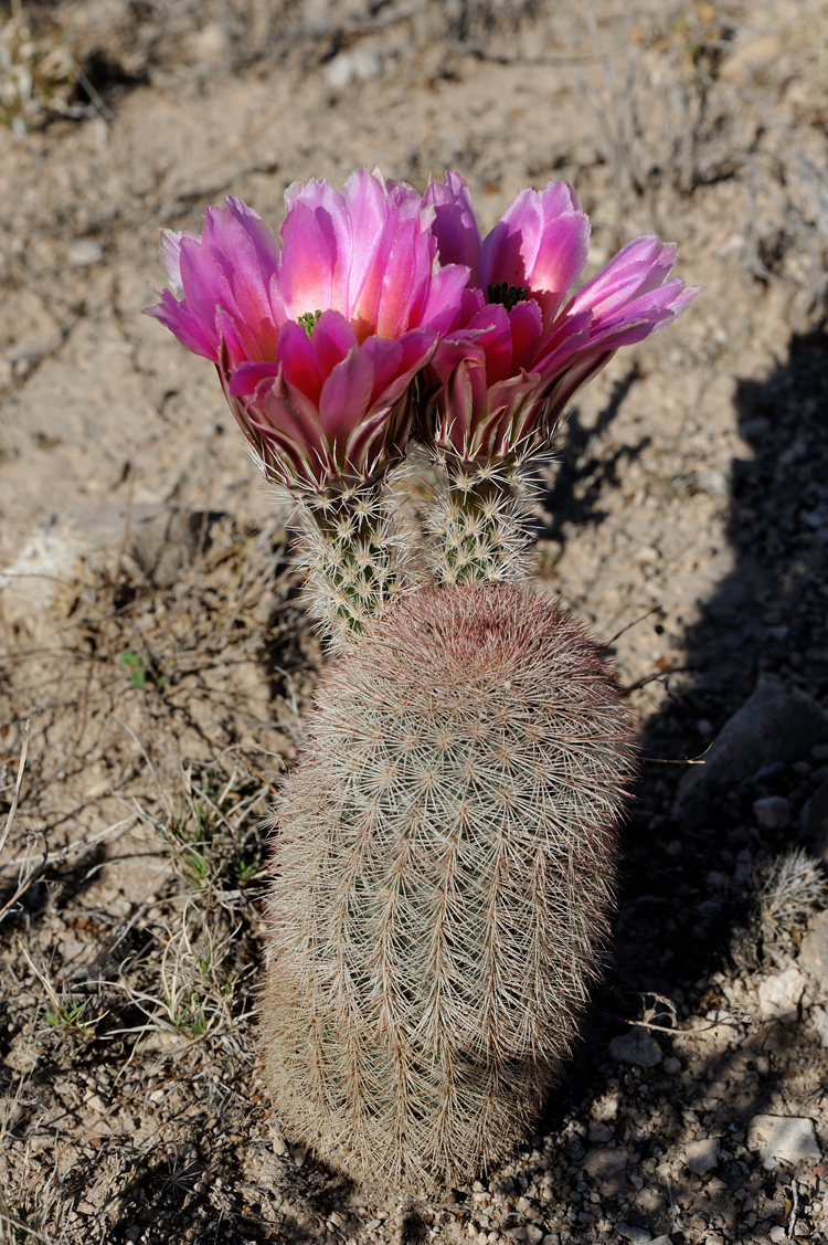 Echinocereus dasyacanthus, USA, Texas, Pecos Co.