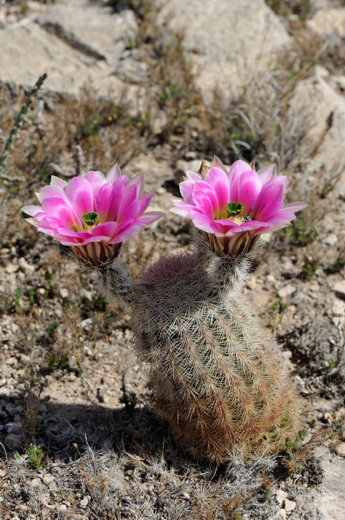 Echinocereus dasyacanthus, USA, Texas, Pecos Co.