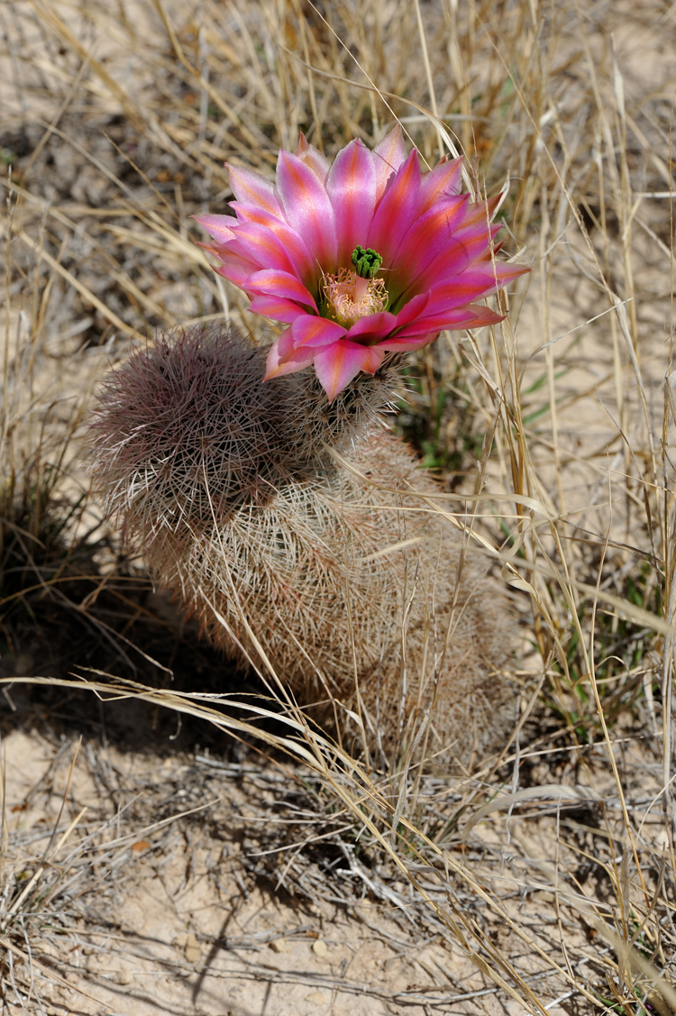 Echinocereus dasyacanthus, USA, Texas, Pecos Co.