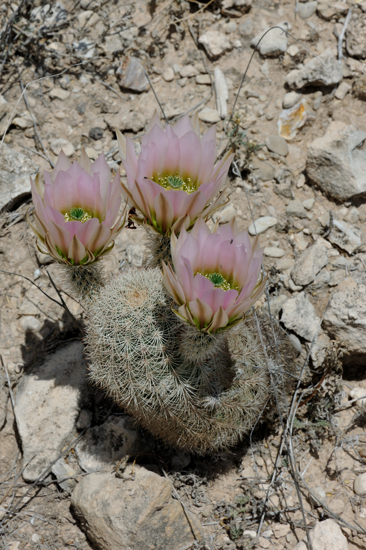 Echinocereus dasyacanthus, USA, Texas, Pecos Co.