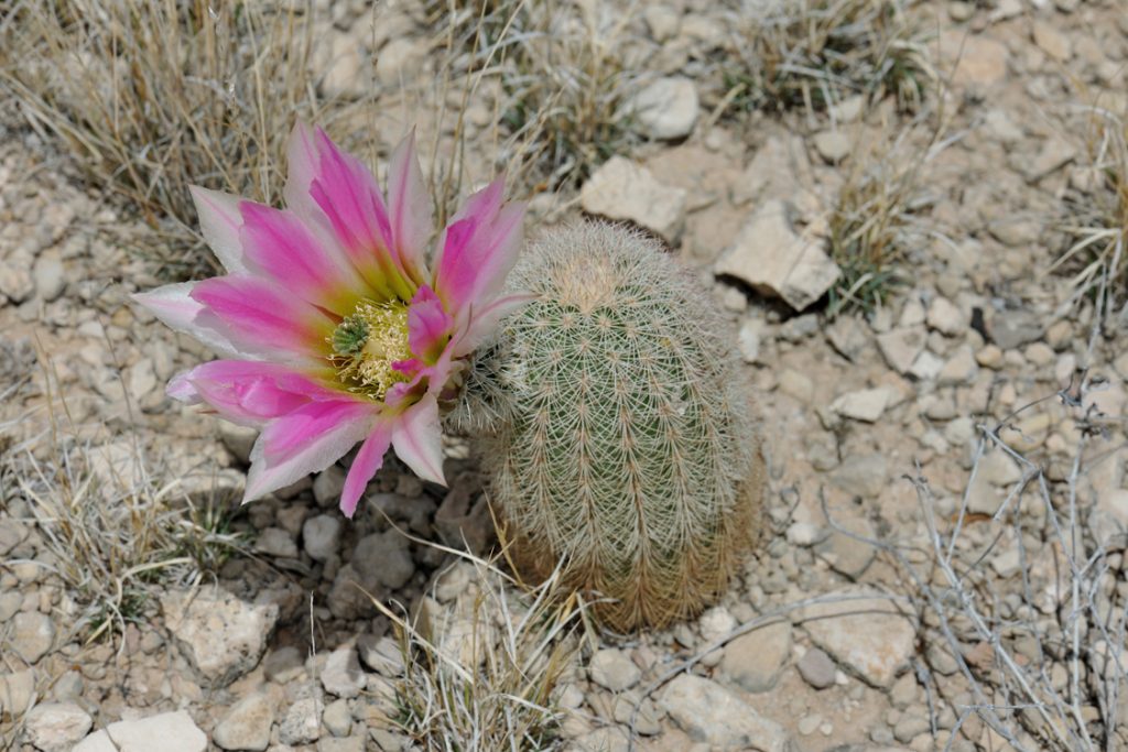 Echinocereus dasyacanthus, USA, Texas, Pecos Co.