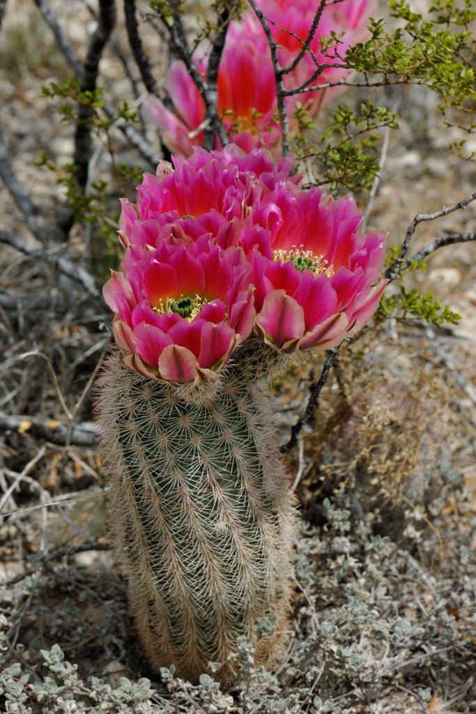 Echinocereus dasyacanthus, USA, Texas, Pecos Co.