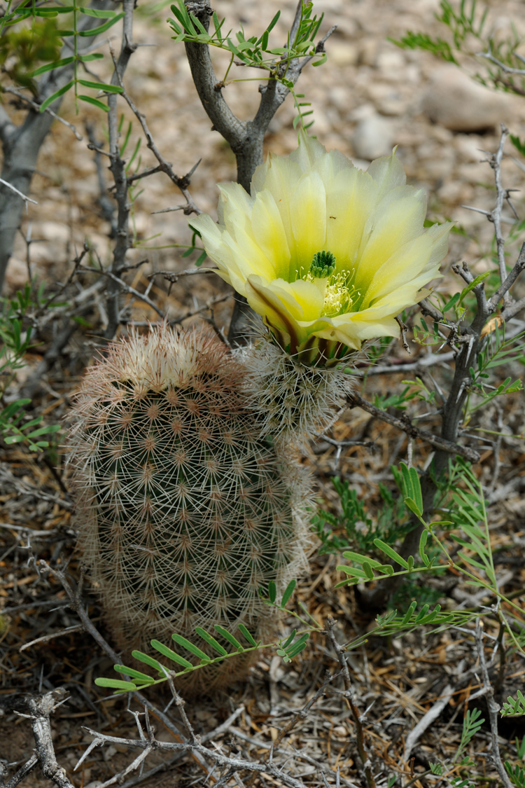 Echinocereus dasyacanthus, USA, Texas, Pecos Co.