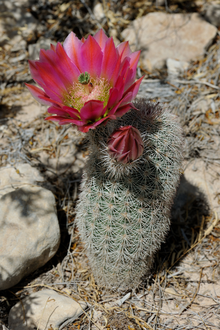 Echinocereus dasyacanthus, USA, Texas, Pecos Co.
