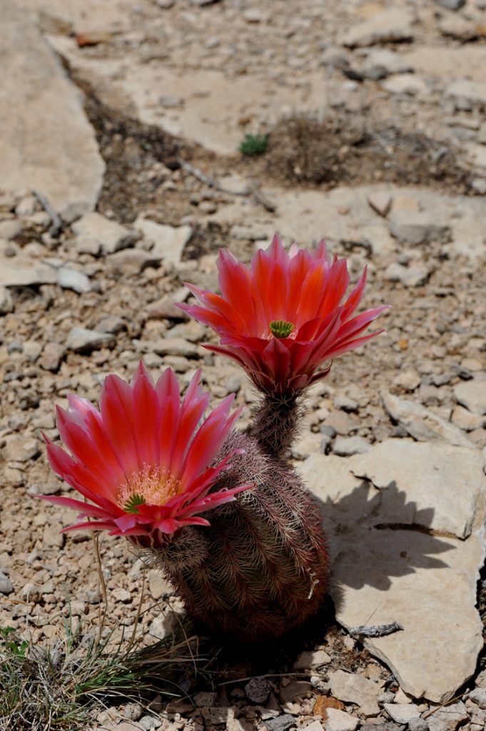 Echinocereus dasyacanthus, USA, Texas, Pecos Co.