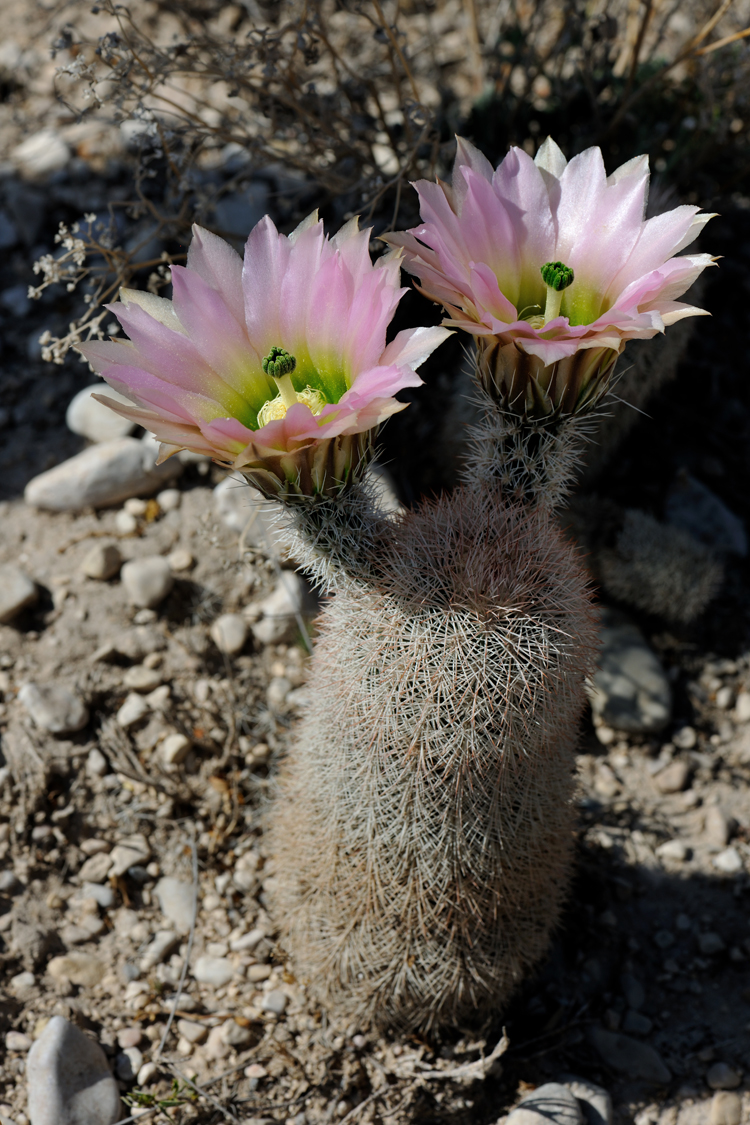 Echinocereus dasyacanthus, USA, Texas, Pecos Co.
