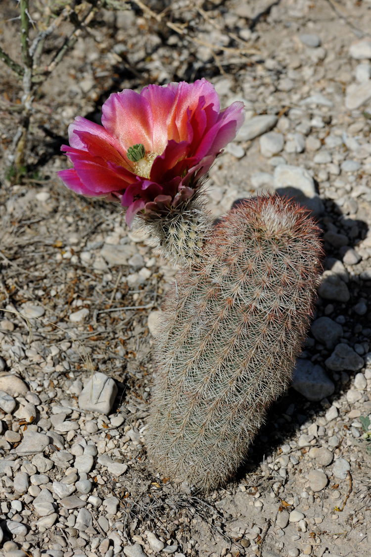 Echinocereus dasyacanthus, USA, Texas, Pecos Co.