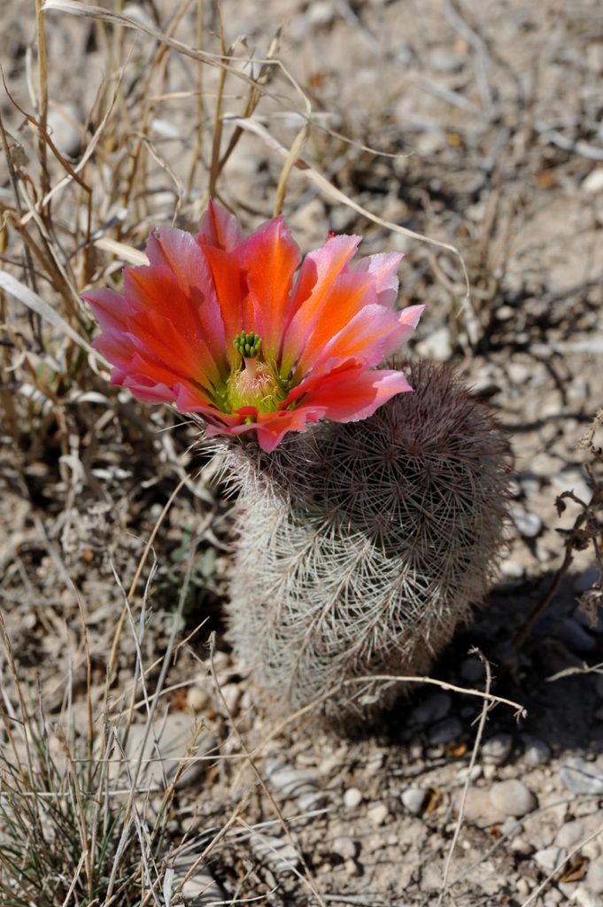 Echinocereus dasyacanthus, USA, Texas, Pecos Co.