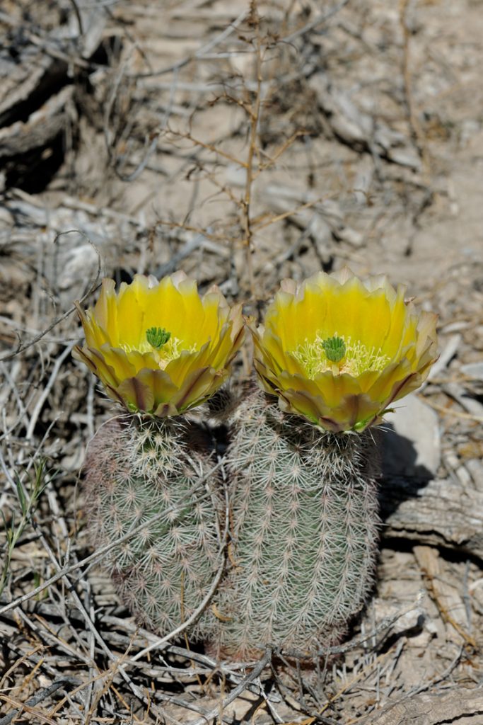 Echinocereus dasyacanthus, USA, Texas, Pecos Co.