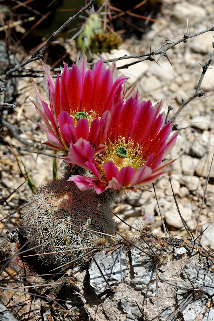 Echinocereus dasyacanthus, USA, Texas, Pecos Co.
