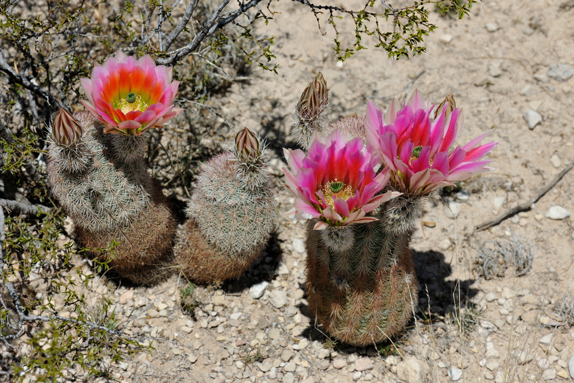 Echinocereus dasyacanthus, USA, Texas, Pecos Co.