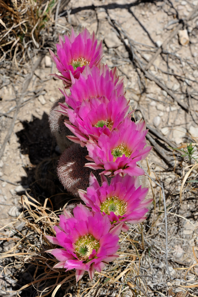 Echinocereus dasyacanthus, USA, Texas, Pecos Co.