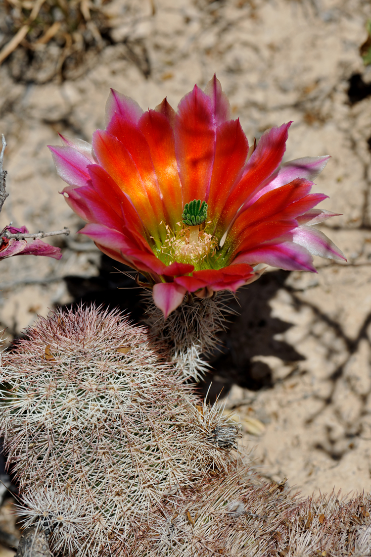 Echinocereus dasyacanthus, USA, Texas, Pecos Co.