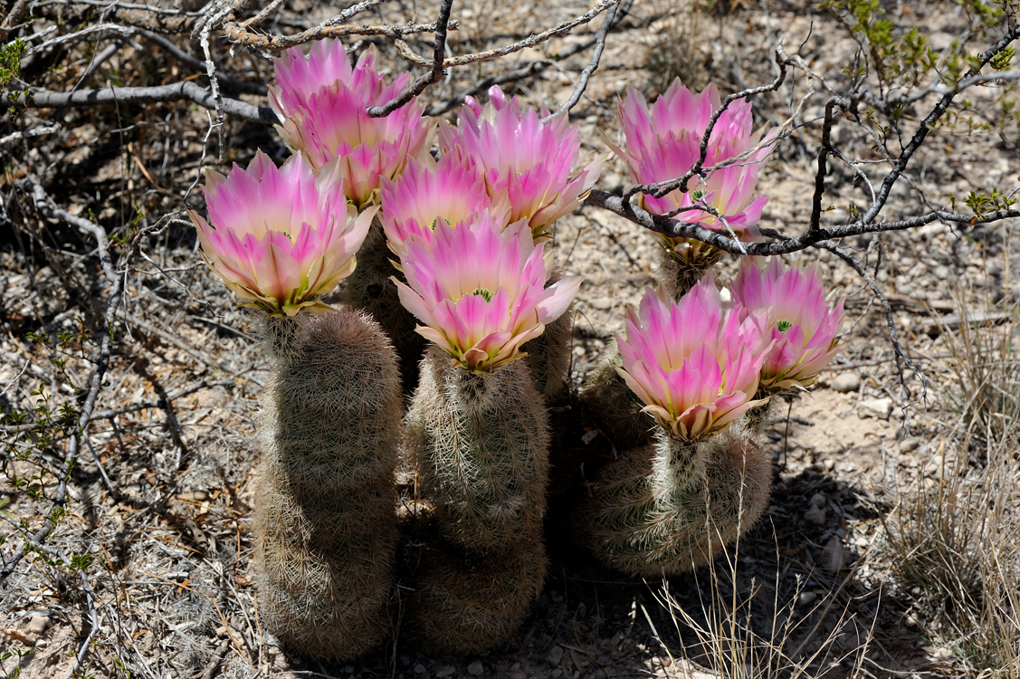Echinocereus dasyacanthus, USA, Texas, Pecos Co.