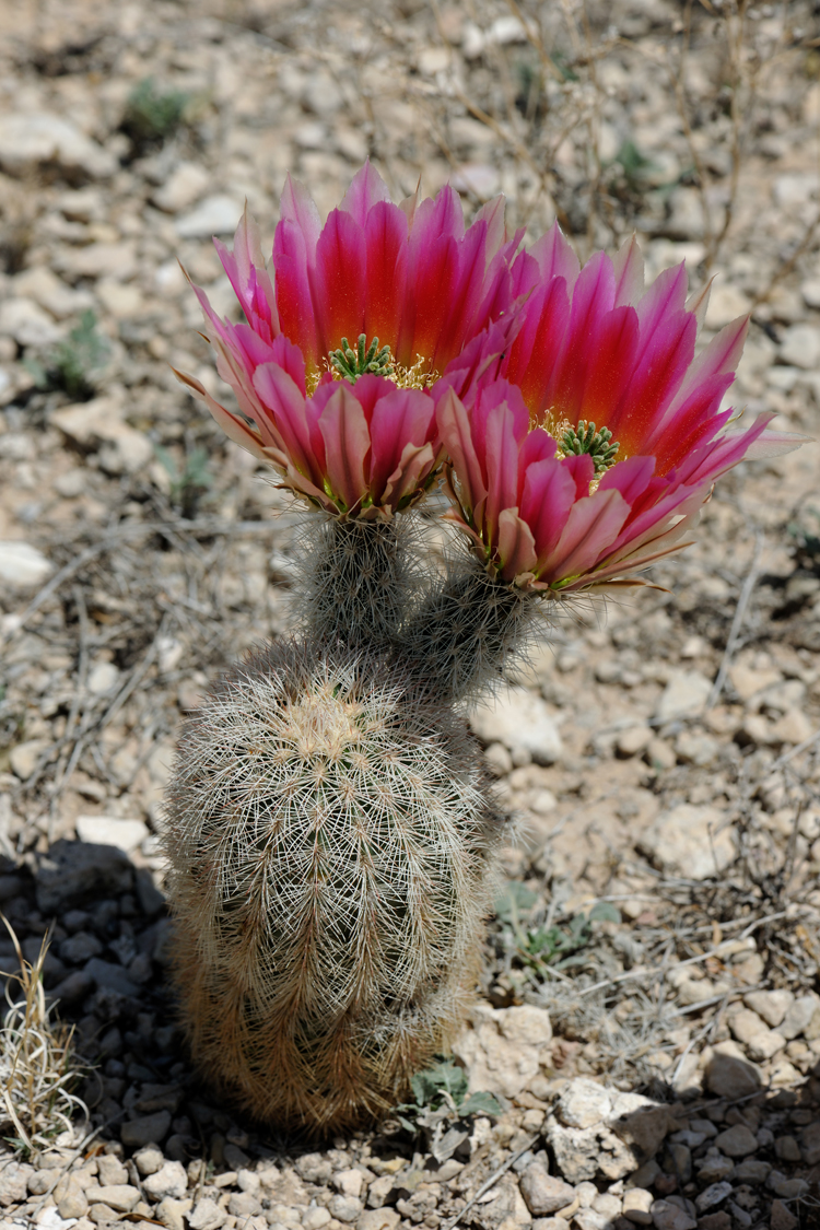 Echinocereus dasyacanthus, USA, Texas, Pecos Co.