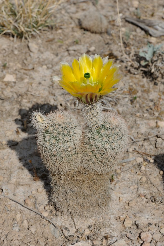 Echinocereus dasyacanthus, USA, Texas, Pecos Co.