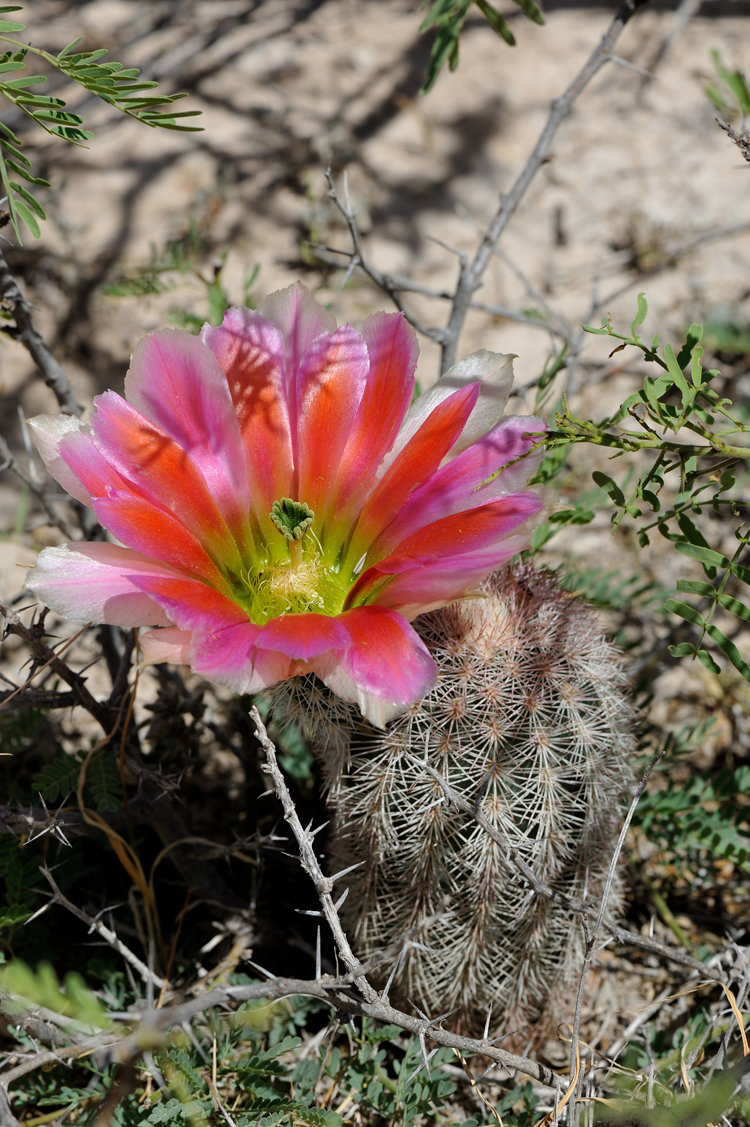Echinocereus dasyacanthus, USA, Texas, Pecos Co.