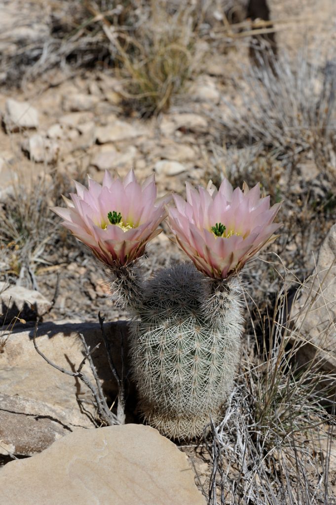 Echinocereus dasyacanthus, USA, Texas, Pecos Co.