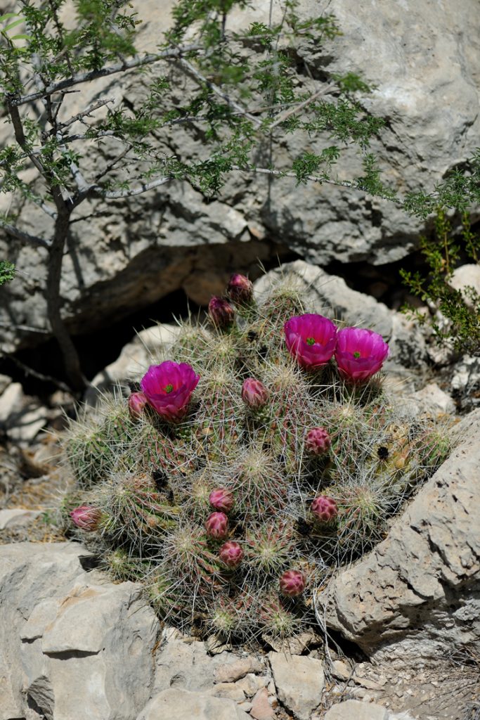 Echinocereus stramineus, USA, Texas, Pecos Co.