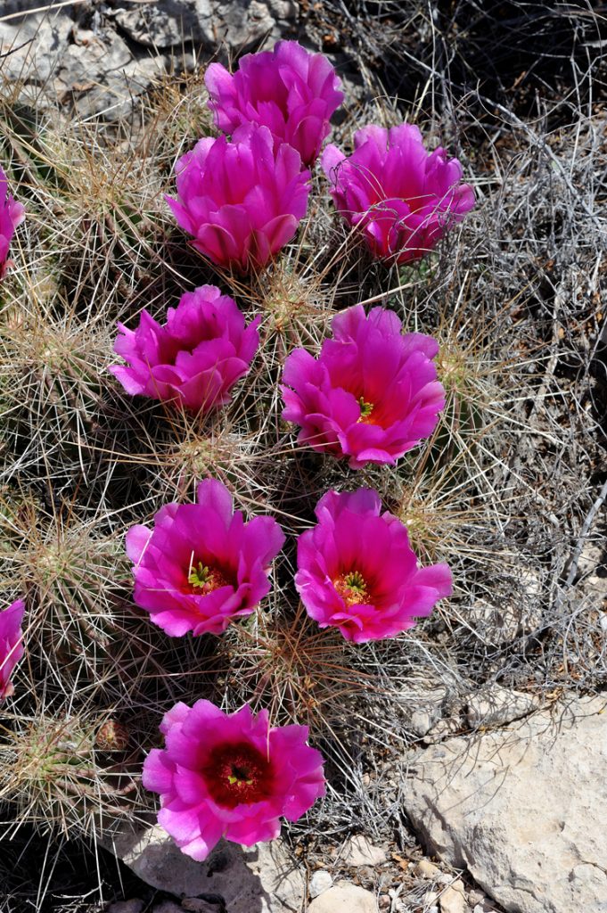 Echinocereus stramineus, USA, Texas, Pecos Co.