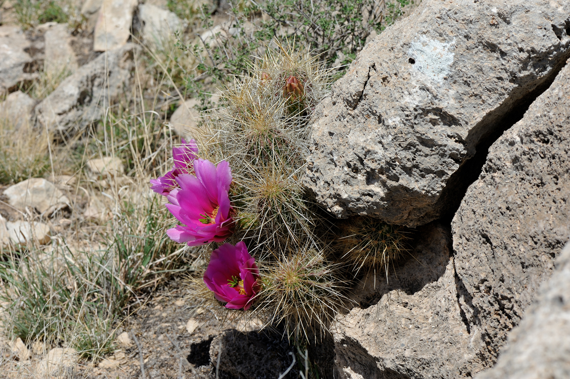 Echinocereus stramineus, USA, Texas, Pecos Co.