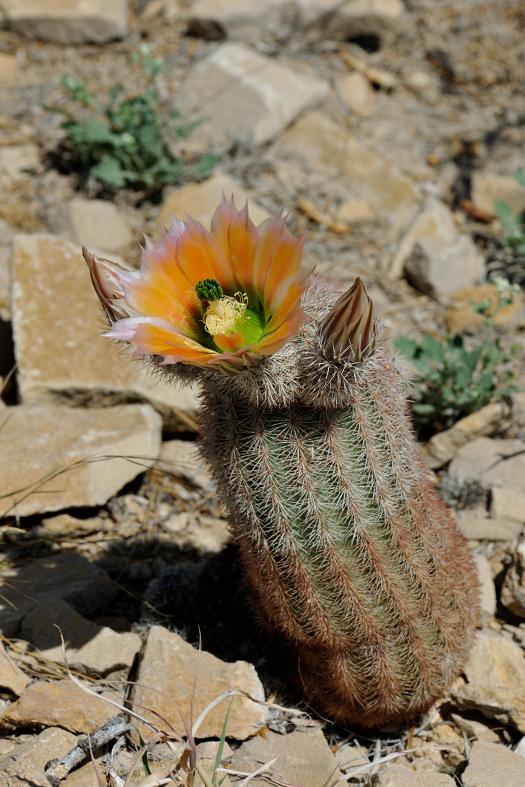 Echinocereus dasyacanthus, USA, Texas, Pecos Co.