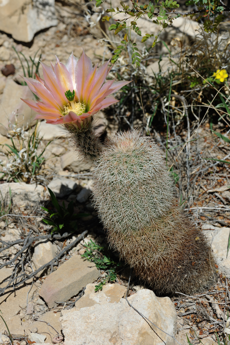 Echinocereus dasyacanthus, USA, Texas, Pecos Co.