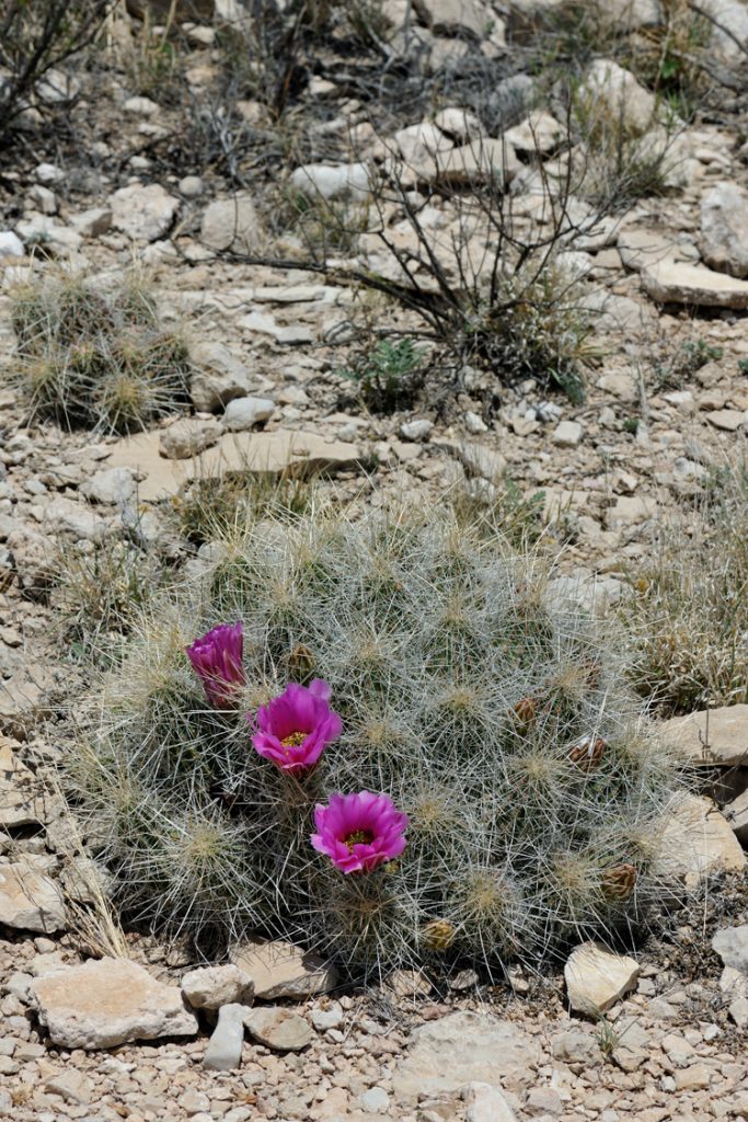 Echinocereus stramineus, USA, Texas, Pecos Co.