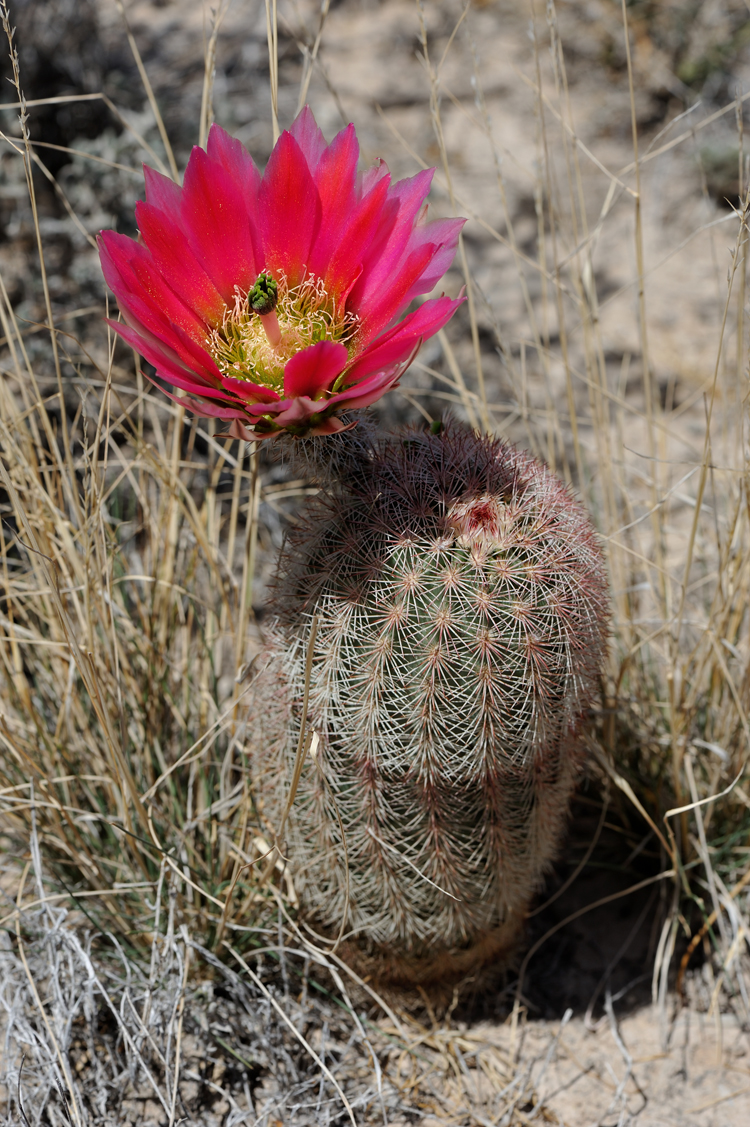 Echinocereus dasyacanthus, USA, Texas, Pecos Co.