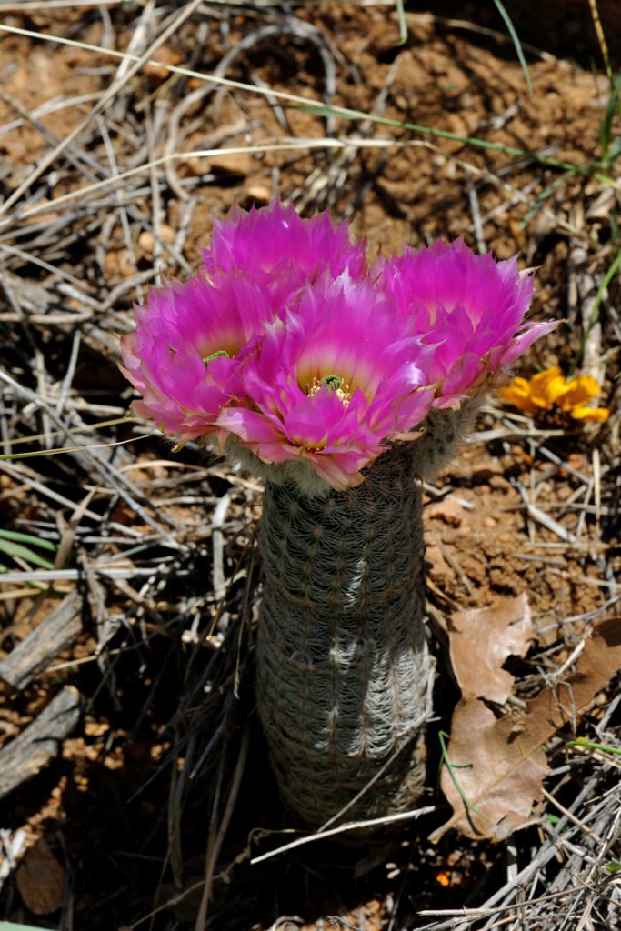 Echinocereus reichenbachii subsp. caespitosus, USA, Texas, Mason Co.