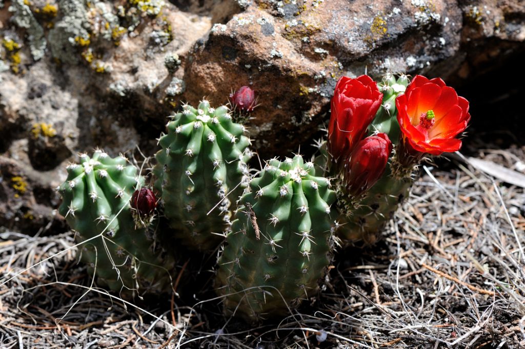 Echinocereus mojavensis fa. inermis, USA, Colorado, Mesa Co.