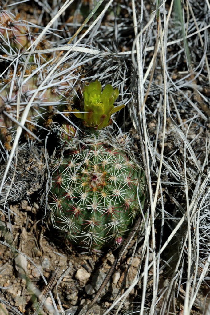 Echinocereus viridiflorus, USA, Colorado, Chaffee Co.