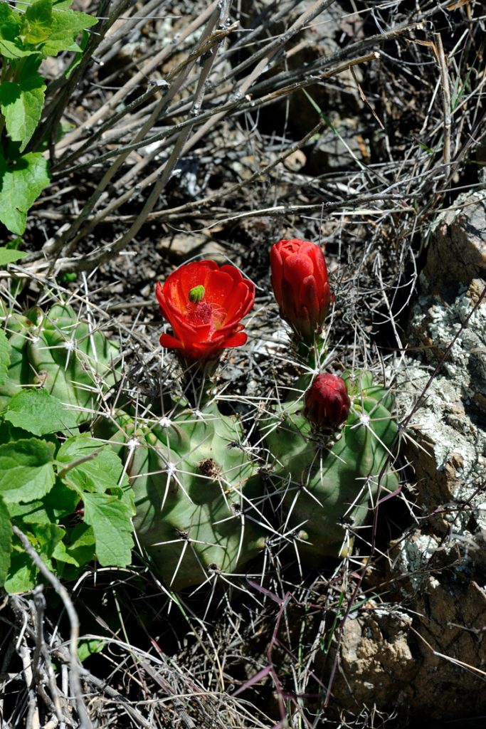 Echinocereus triglochidiatus, USA, Colorado, Fremont Co.