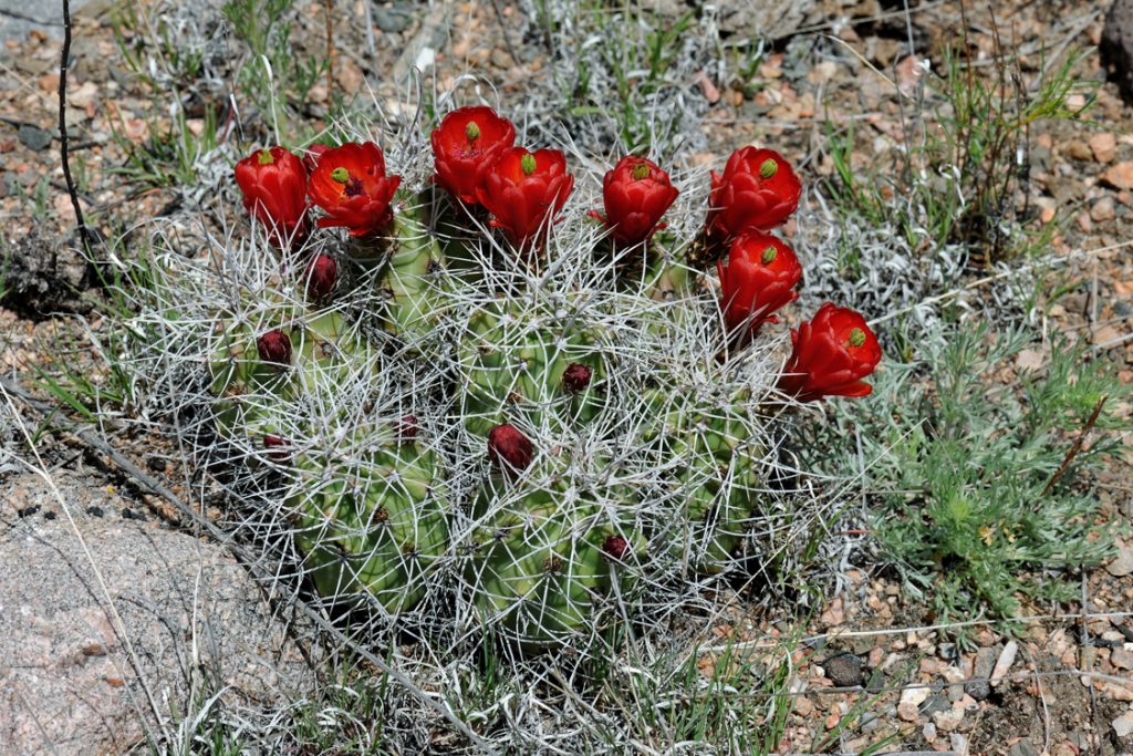 Echinocereus triglochidiatus, USA, Colorado, Fremont Co.