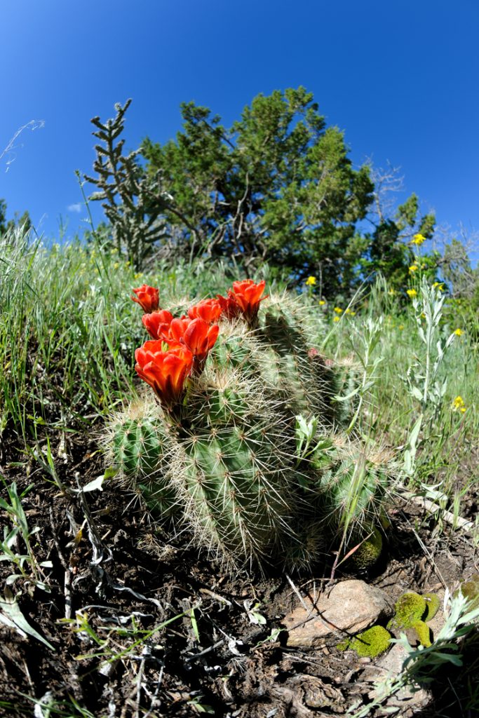 Echinocereus coccineus, USA, Colorado, Fremont Co.